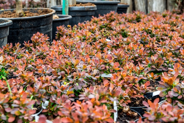 Tienda de jardinería. Una hilera de plantas