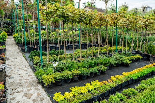 Tienda de jardinería. Una hilera de plantas