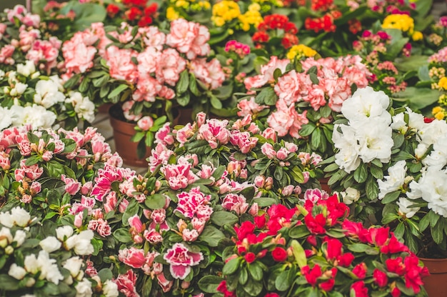 Foto tienda de jardinería. muchas macetas de colores en la tienda, de cerca. vivero de plantas y flores para jardinería. jardín botánico, cultivo de flores, concepto de industria hortícola