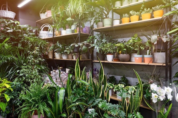 Tienda de jardineros con plantas exóticas en macetas.