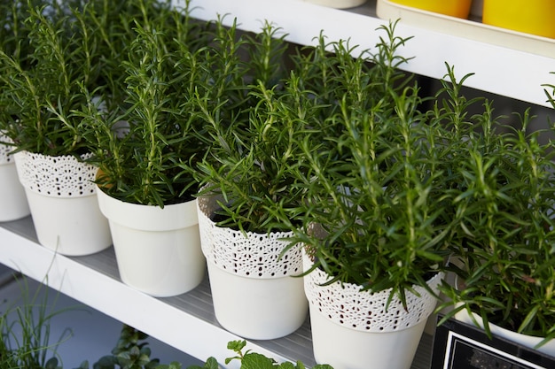 Tienda de plantas un gran conjunto de pequeñas plantas de interior en macetas