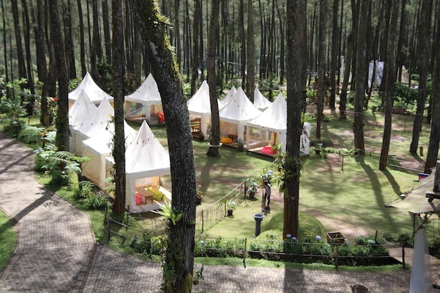 Tiendas de campaña en un bosque de pinos