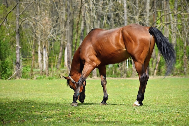 Tier auf dem gras schöne pferde, die frei in der natur weiden.