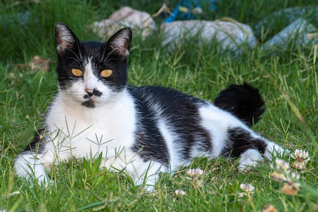 Tier im Garten