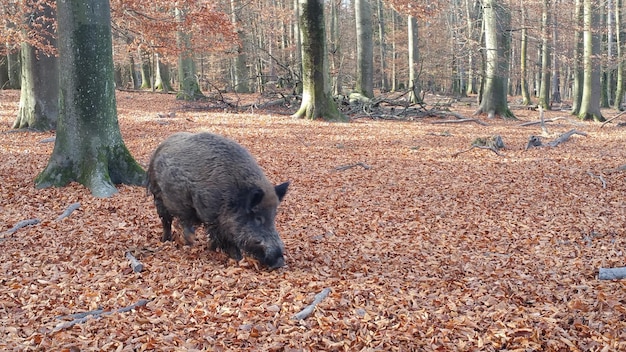 Foto tier im wald