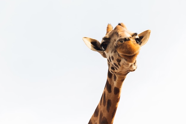 Tier-, Natur- und Wildtierkonzept - Giraffe in Afrika