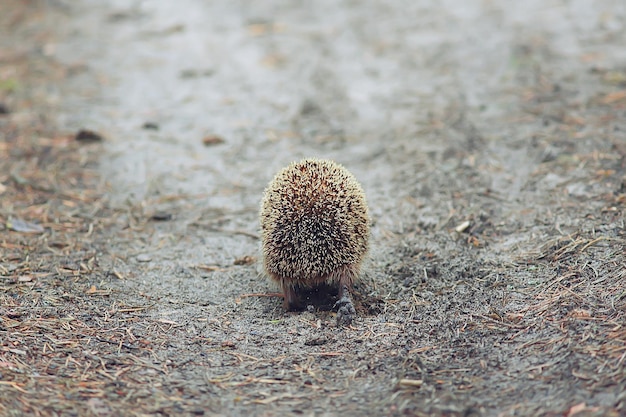 Tier wild in der Natur Igel im Wald, europäischer Igel läuft