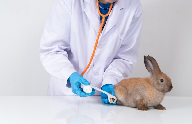 Tierärzte, die einen Verband verwenden Wickeln Sie sich um das flauschige, gebrochene Kaninchenbein, um das Bein zu kreisen Konzept der Tiergesundheit mit einem Fachmann in einer Tierklinik