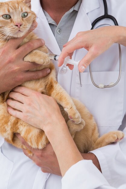 Tierärzte, die Einspritzung an einer Katze tun