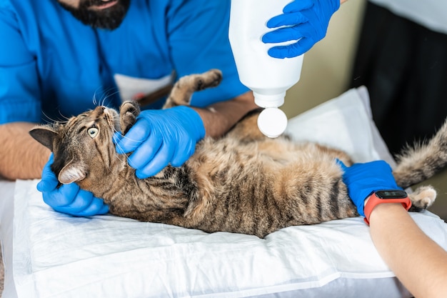 Tierärzte führen eine Ultraschalluntersuchung einer Hauskatze durch