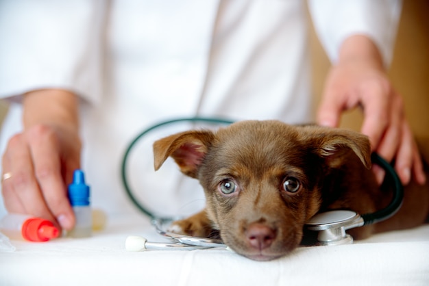 Tierärztin, die die Gesundheit des Spitzhundes in der Klinik untersucht