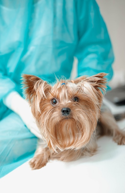 Tierärztin in Uniform mit Yorkshire-Terrier-Hund