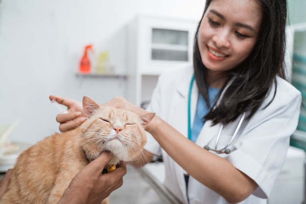 Tierärztin mit Injektion, die der Katze in der Klinik den Impfstoff gibt