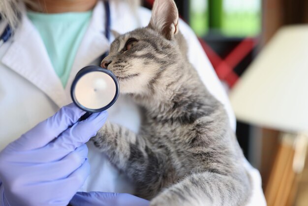 Tierärztin mit Stethoskop, die Kätzchen in der Tierklinik hält