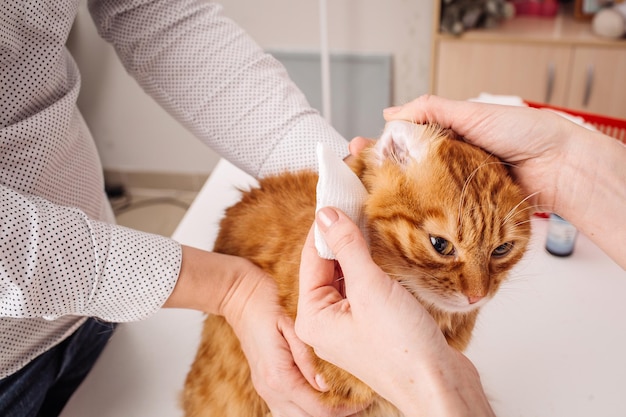 Tierärztin putzt Katzenohren in der Klinik mit weißem Tupfer