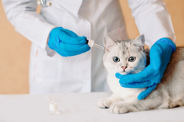 Tierärztin Tropfen in die Ohren der schottischen geraden silbernen Chinchilla-Katze