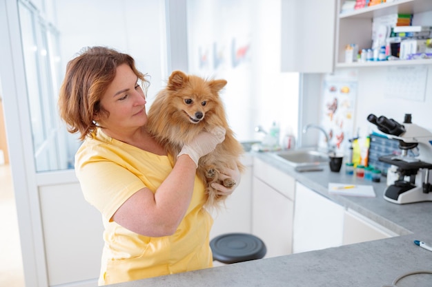 Tierärztin überprüft schönen Hund in ihrem Büro