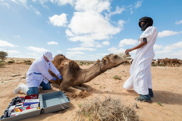 Tierärztliche Versorgung Kamel Veterinär in der marokkanischen Wüste