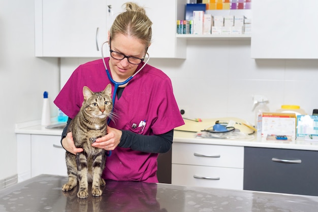 Tierärztlicher Doktor, der eine nette Katze überprüft