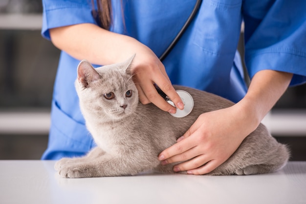 Tierärztlicher Doktor macht eine Kontrolle von einer netten Katze.