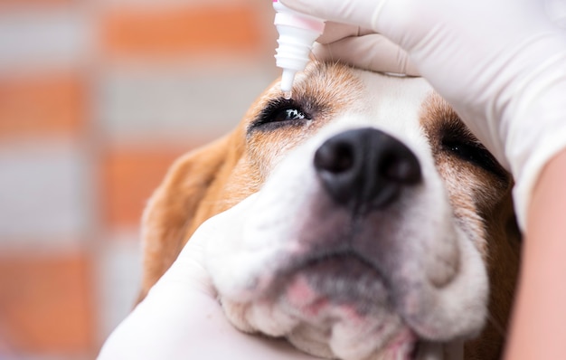 Tierarzneimittel Augentropfen Beagle-Hunde verhindern Infektionskrankheiten Kirschaugenkrankheit in den Augen von HaustierenSelektiver Fokus Hundeauge