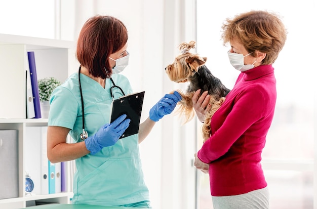 Tierarzt betrachtet Yorkshire-Terrier-Hund in den Händen des Besitzers während eines Termins in der Klinik