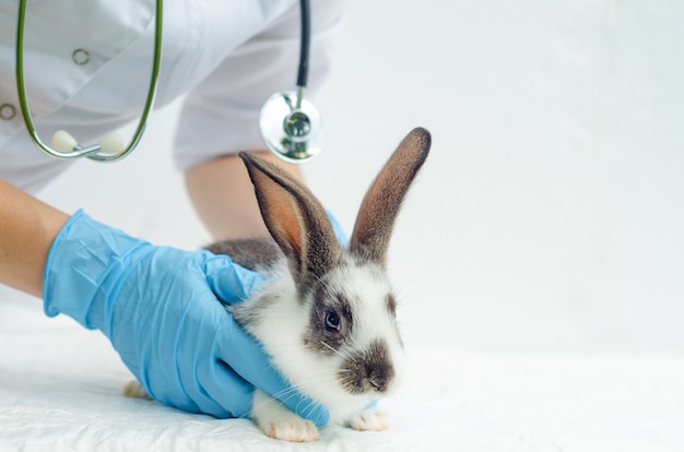 Tierarzt, der Babykaninchen in der Klinik untersucht.