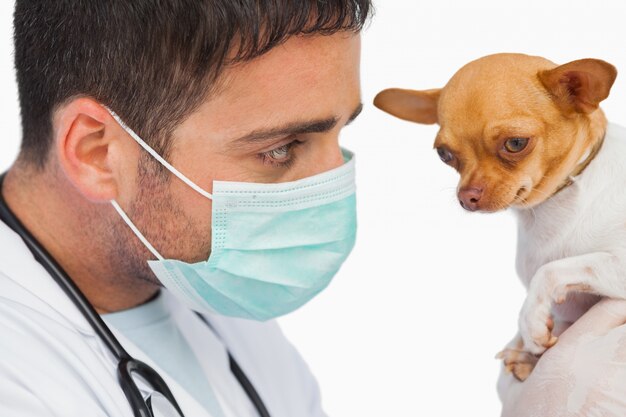 Tierarzt, der Chihuahua hält und schützende Maske trägt
