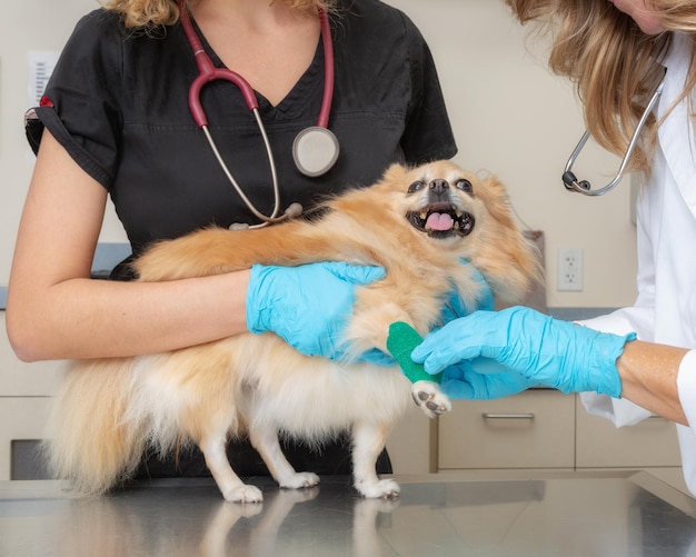 Tierarzt, der das verletzte Bein des Hundes einwickelt