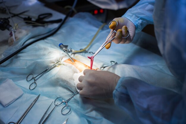 Tierarzt, der die Operation zur Sterilisation durchführt. Die Katze auf dem Operationstisch in einer Tierklinik.