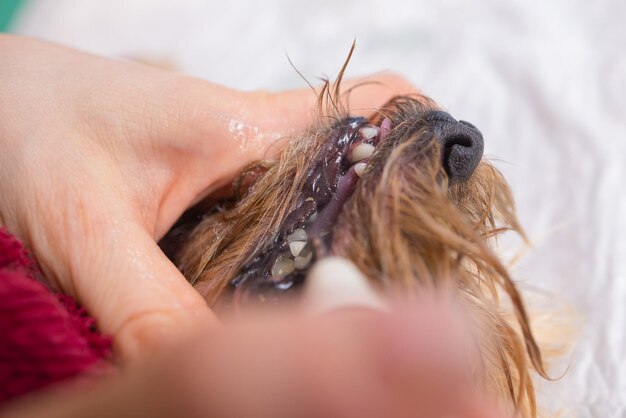 Tierarzt, der die Zähne eines Hundes mit einer Bürste säubert.