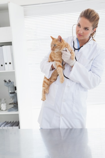 Tierarzt, der eine entzückende Katze hält