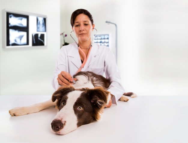 Tierarzt, der einen Hund während der Untersuchung in der Klinik untersucht. Border Collie Hund.