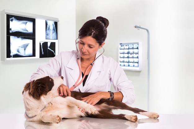 Tierarzt, der einen Hund während der Untersuchung in der Klinik untersucht. Border Collie Hund.