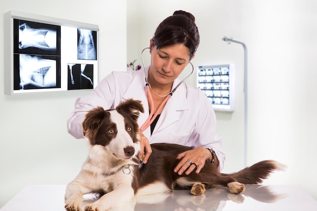 Tierarzt, der einen Hund während der Untersuchung in der Klinik untersucht. Border Collie Hund.