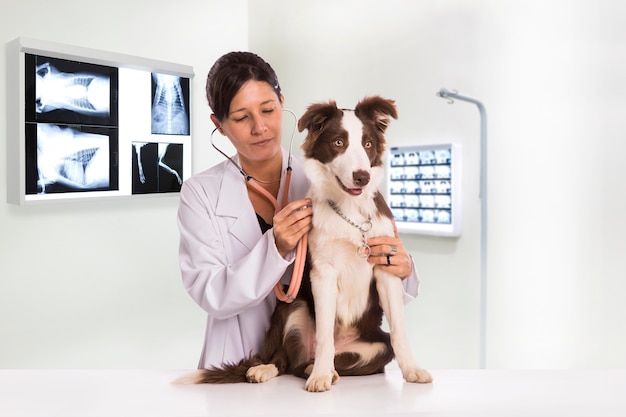 Tierarzt, der einen Hund während der Untersuchung in der Klinik untersucht. Border Collie Hund.