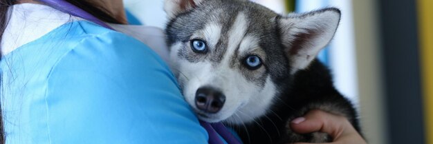 Tierarzt, der einen kranken reinrassigen Hund in der Klinik hält