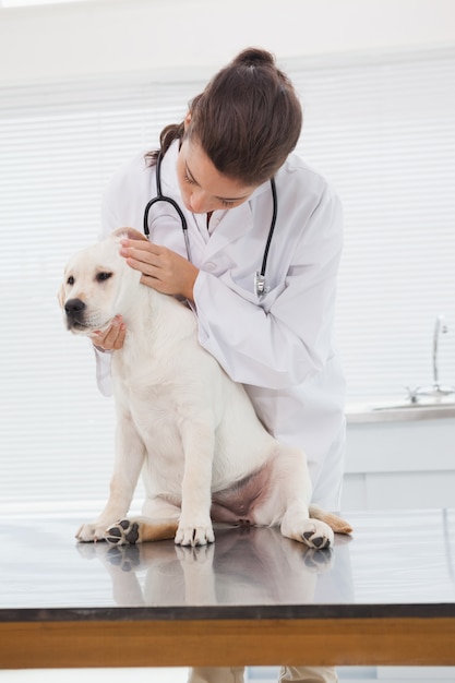 Tierarzt, der einen netten Hund überprüft