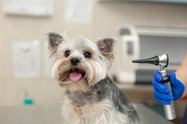 Tierarzt, der einen Yorkshire-Terrier-Hund untersucht