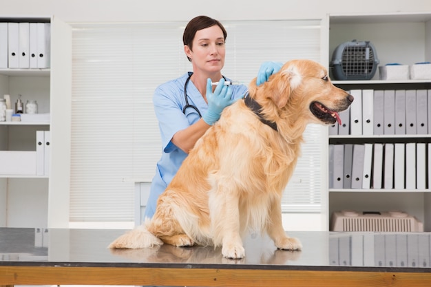 Tierarzt, der Einspritzung an einem netten Hund tut