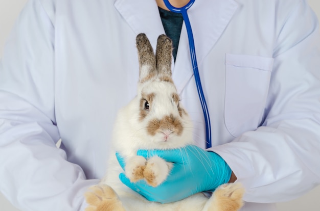 Tierarzt, der entzückendes krankes Kaninchen im Raum der medizinischen Klinik hält