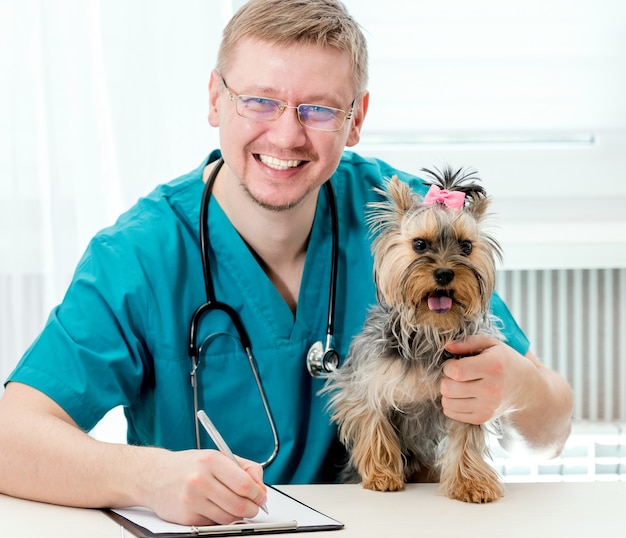 Tierarzt, der Hund Yorkshires Terrier auf Händen hält