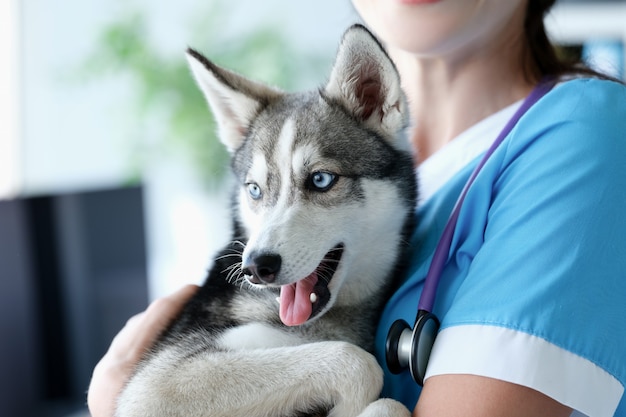 Tierarzt, der in der Klinik einen reinrassigen Mini-Husky in den Armen hält