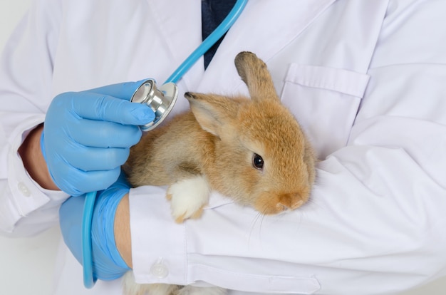 Tierarzt, der krankes braunes Kaninchen für Gesundheitsuntersuchung mit Stethoskop hält