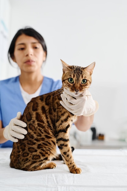 Tierarzt, der mit Bengalkatze arbeitet