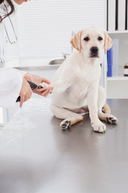 Tierarzt, der Nagelscherer auf einem Labrador verwendet