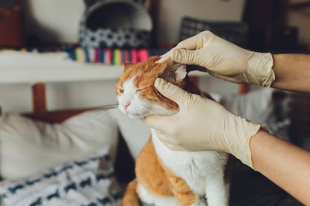 Tierarzt, der Ohr einer Katze während der Untersuchung in der Klinik sucht.