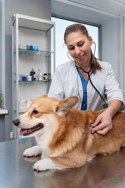 Tierarzt, der sich um einen Hund kümmert