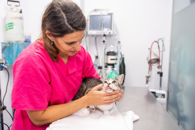 Tierarzt der Tierklinik mit einer Katze auf dem Operationstisch, der seine Zähne überprüft