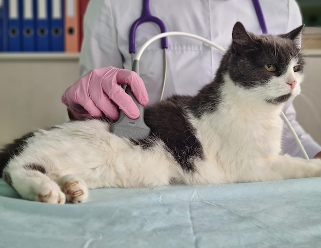 Tierarzt führt Ultraschall der Bauchhöhle der Hauskatze durch